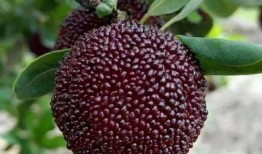 大强杨梅爆料视频,揭秘杨梅产业的秘密与真相